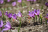 Saffron (Crocus sativus) flowering in a field, portrait