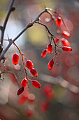 Früchte der Gewöhnlichen Berberitze (Berberis vulgaris) im Herbst, Portrait