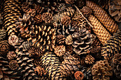 Close-up of various pine cones in different sizes and shapes