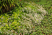 Wood aster (Aster divaricatus) in the garden bed