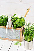 Herb box with basil, parsley and chives, rabbit figure as decoration