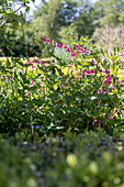 Tränendes Herz (Lamprocapnos spectabilis) im sommerlichen Garten