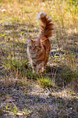 Red tomcat on sunny meadow in autumn light