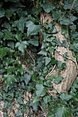 Ivy tendrils on an old tree trunk