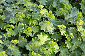 Frauenmantel (Alchemilla) mit Tautropfen im Gartenbeet