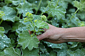 Frauenmantel (Alchemilla) mit Tautropfen im Garten