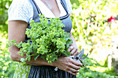 Frau im Dirndl mit Alchemilla (Frauenmantel) und Gartenschere