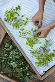 Frisch geernteter Frauenmantel (Alchemilla) auf Stofftuch zum Trocknen