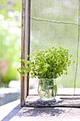 Vase mit Alchemilla (Frauenmantel) im Sommergarten