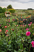 Blooming dahlias (Dahlia) in the summer garden in front of a green landscape