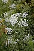 Wilde Möhre (Daucus carota) mit zarten weißen Blüten im Garten