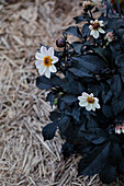Dahlie (Dahlia) mit dunklen Blättern und weißen Blüten im Garten