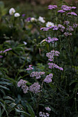 Yarrow (Achillea) in the garden in late summer