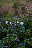 Wild anemones (Anemone) and verbena in the summer garden