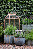 Rostige Metalltöpfe mit Pflanzen und Vintage-Deko vor Efeuwand im Garten