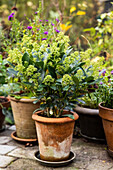 Weiß blühende Skimmien (Skimmia) auf der Terrasse