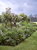 Romantic garden view with a climbing rose (Rosa) in bloom on a trellis