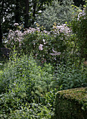 Flowering shrubs and lush vegetation in the summer garden