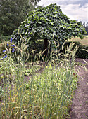 Blühende Rittersporn (Delphinium) vor Laubbaum im sommerlichen Garten