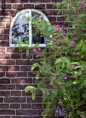 Indigo bush in front of brick wall and arched window