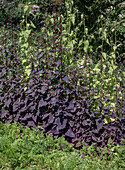 Dark purple garden melilot (Atriplex hortensis var. rubra) in the summer bed