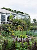 Lush vegetable garden and flowering shrubs in front of conservatory