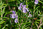 Flowering rosemary in the garden