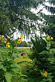Garden view with blooming coneflowers (Rudbeckia) under fir trees