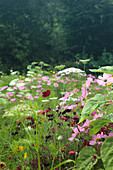 Colourful summer meadow with wildflowers in full bloom