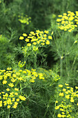 Dill flowers (Anethum graveolens) in the summer garden