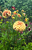 Dahlias (Dahlia) in full bloom in the summer garden