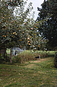Apple tree with ripe fruit in the spacious garden