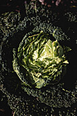 Savoy cabbage in the vegetable garden - close-up