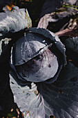 Red cabbage (Brassica oleracea) in the garden bed with dewdrops