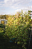 Climbing bean plants on poles in the autumn garden