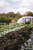 Vielfältiger Gemüsegarten vor Folientunnel im Herbst