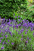 Lavender (Lavandula) in full bloom