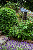 Lush perennial bed and lavender in front of garden shed