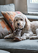 Dog with bitten shoe on grey sofa