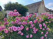 Splendour of flowers in front of a historic country house in the summer garden