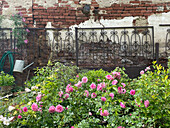 Blooming roses in front of an antique brick wall in the garden