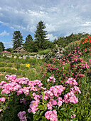 Lush rose garden with pink flowers against a rural background