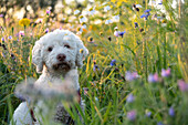 White dog sits in colourful flower meadow in warm light