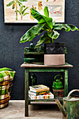 Vintage interior with banana plant on green table and botanical poster