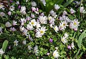 Wood anemone (Anemone nemorosa) and purple anemones in the spring bed