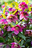 Lenz roses (Helleborus) 'Pink Beauty' in spring