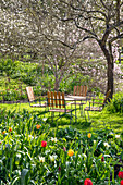 Garden seating group under a blossoming cherry tree, surrounded by spring flowers