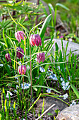 Checkerboard flower (Fritillaria meleagris) in spring garden