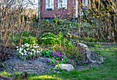 Spring flower bed with white tulips (Tulipa) and primroses in the garden