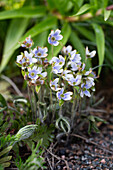 Blue gentian (Gentiana) in the garden bed in spring